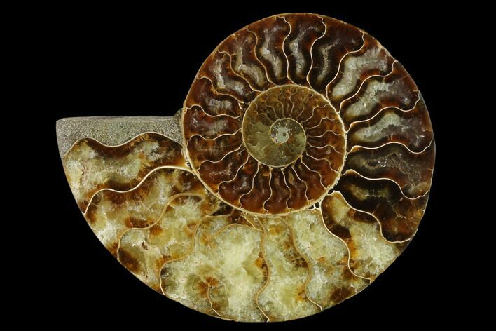Agatized Ammonite Fossil (Half) - Madagascar #139682
